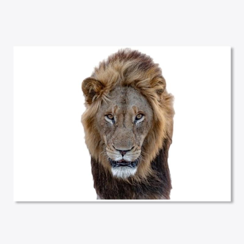 Male Lion