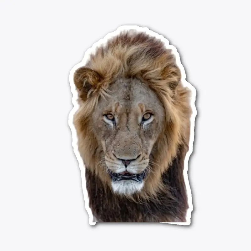 Male Lion